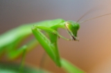 「カマキリ」のサムネイル画像