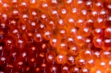 「クマノミ(Anemonefish)」のサムネイル画像