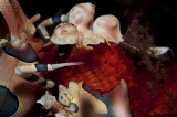 「フリソデエビ(Harlequin shrimp)」のサムネイル画像