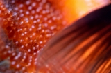 「クマノミ(Anemonefish)」のサムネイル画像