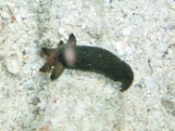 「ヒトデ」のサムネイル画像