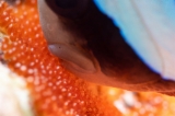「クマノミ(Anemonefish)」のサムネイル画像