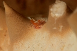 「ウミウシカクレエビ(Imperial partner shrimp)」のサムネイル画像