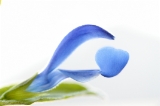 「Sarah Raven's Salvia Deep Blue」のサムネイル画像