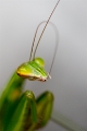 「カマキリ」のサムネイル画像