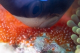 「クマノミ(Anemonefish)」のサムネイル画像