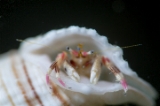 「カザリサンゴヤドカリ」のサムネイル画像