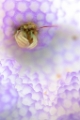 「カンザシヤドカリ(Coral Hermit Crab)」のサムネイル画像