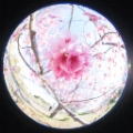 「ヨウコウザクラ(陽光桜)」のサムネイル画像