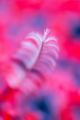 「ウミシダの仲間(sea feather)」のサムネイル画像
