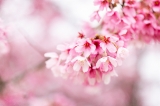 「ヨウコウザクラ(陽光桜)」のサムネイル画像