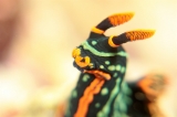 「アカフチリュウグウウミウシ(Dusky Nembrotha)」のサムネイル画像