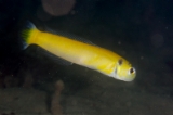 「yellow tilefish(イエロータイルフィッシュ)」のサムネイル画像