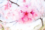 「ヨウコウザクラ(陽光桜)」のサムネイル画像