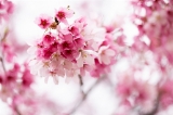 「ヨウコウザクラ(陽光桜)」のサムネイル画像