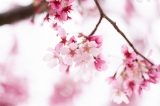 「ヨウコウザクラ(陽光桜)」のサムネイル画像