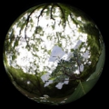 「ガクアジサイ(額紫陽花)」のサムネイル画像