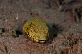 「モヨウフグ」のサムネイル画像