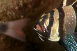 「アマノガワテンジクダイ(バンガイ・カーディナルフィッシュ,banggai cardinalfish)」のサムネイル画像