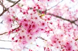 「ヨコハマヒザクラ(横浜緋桜)」のサムネイル画像