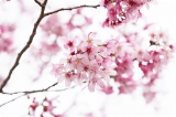 「ヨウコウザクラ(陽光桜)」のサムネイル画像