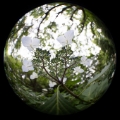 「ガクアジサイ(額紫陽花)」のサムネイル画像