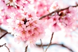 「ヨウコウザクラ(陽光桜)」のサムネイル画像