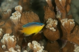 「Bluespot damsel(ブルースポットダムセル)」のサムネイル画像