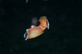 「ミカドウミウシ(Spanish Dancer)」のサムネイル画像