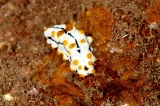 「クロエリナマコ(Graffiti sea cucumber,クロテナマコ,オハグロナマコ)」のサムネイル画像