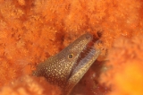「ウツボ」のサムネイル画像