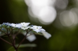 「ガクアジサイ(額紫陽花)」のサムネイル画像