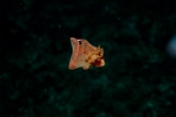 「ミカドウミウシ(Spanish Dancer)」のサムネイル画像