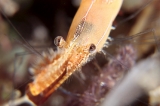 「コガラシエビ(Plumed shrimp)」のサムネイル画像