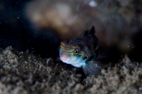 「ピクチャ－ドラゴネット(picture dragonet)」のサムネイル画像