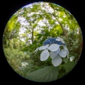 「ガクアジサイ(額紫陽花)」のサムネイル画像