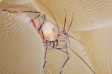 「ミズタマサンゴカクレエビ(Bubble coral shrimp,バブルコーラルシュリンプ)」のサムネイル画像