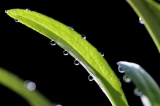 「矢車草」のサムネイル画像