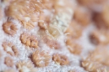 「ヒメイソギンチャクエビ(Popcorn shrimp,ポップコーンシュリンプ)」のサムネイル画像