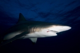 「カマストガリザメ(Blacktip shark)」のサムネイル画像