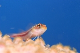 「タテジマヘビギンポ(Tropical striped triplefin)」のサムネイル画像