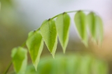 「植物の仲間」のサムネイル画像