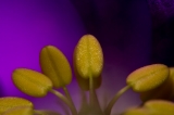「植物の仲間」のサムネイル画像