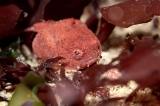 「ダンゴウオ(Lumpfish)」のサムネイル画像
