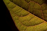 「植物の仲間」のサムネイル画像