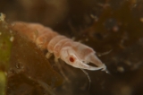 「ソメワケウミクワガタ」のサムネイル画像