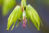 「植物の仲間」のサムネイル画像