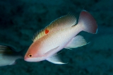 「ケラマハナダイ(Stocky Anthias)」のサムネイル画像