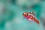 「red-blotched pygmy-goby(レッドブロッチピグミーゴビー)」のサムネイル画像