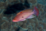 「ケラマハナダイ(Stocky Anthias)」のサムネイル画像